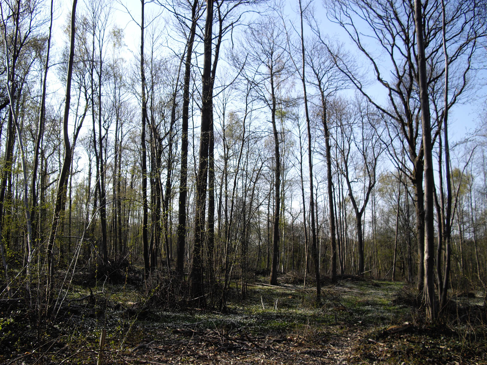 Le Montoir avec pelouse d'anémone sylvestre (Luzarches)